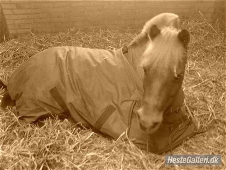 Anden særlig race Simba ******Solgt***** billede 11