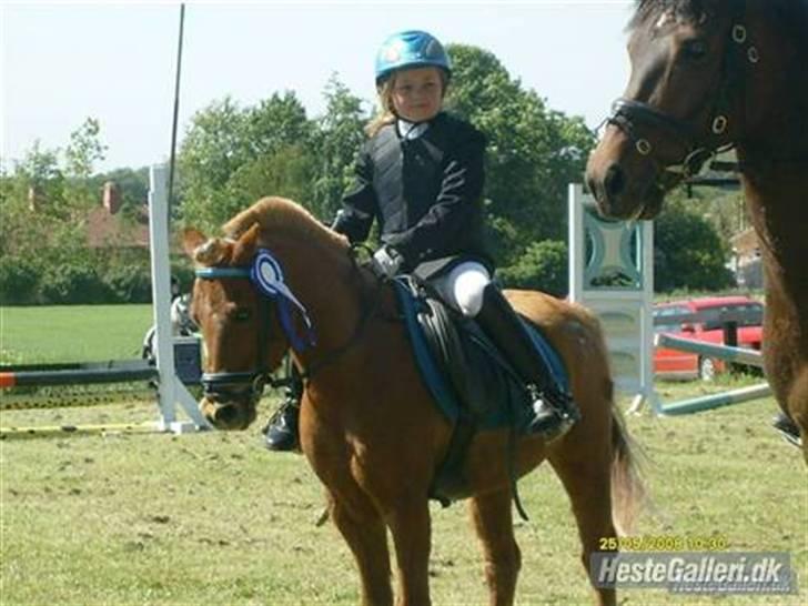 Anden særlig race Simba ******Solgt***** billede 12