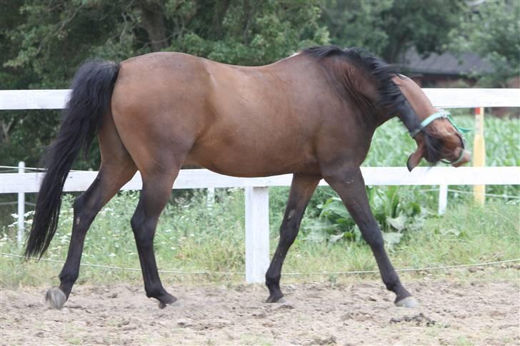 New Forest Otto - Lidt for vild på folden d; billede 3