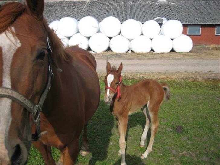 Anden særlig race Isabella billede 1