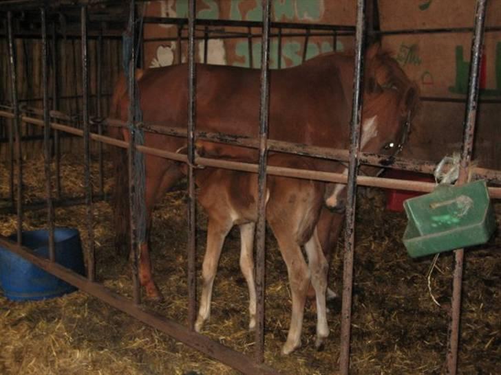 Anden særlig race Isabella billede 2