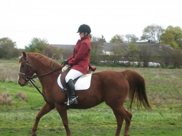 Anden særlig race Isabella billede 3