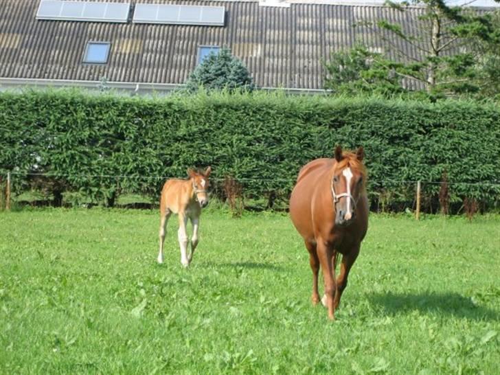 Anden særlig race Isabella billede 4