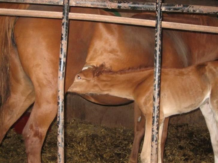 Anden særlig race Isabella billede 5