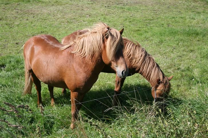 Islænder Darri - solgt - hestene på sommerengen billede 6