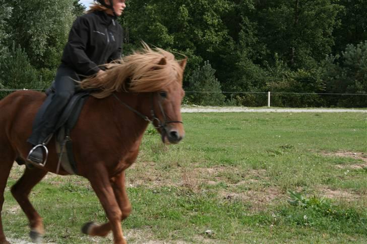 Islænder Darri - solgt - Foto taget da Darri var på islændercenter til tilridning...det var den dag vi hentede ham igen efter en måned billede 7
