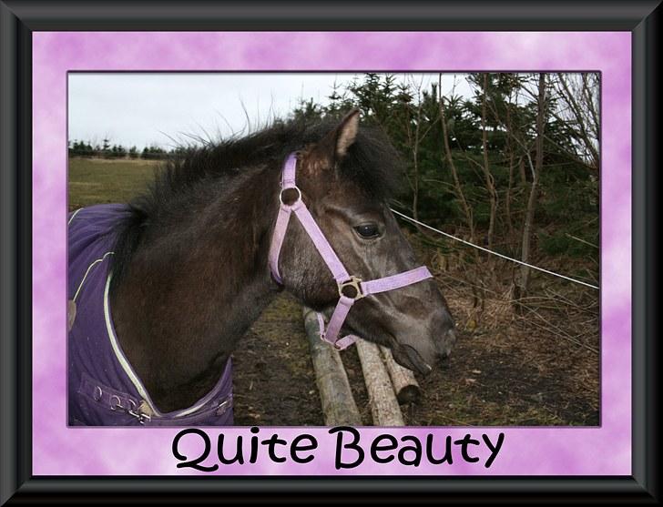 Anden særlig race Quite Beauty* solgt* - Beauty forår 2010...hun er vokset fra 120 til 124 nu billede 1