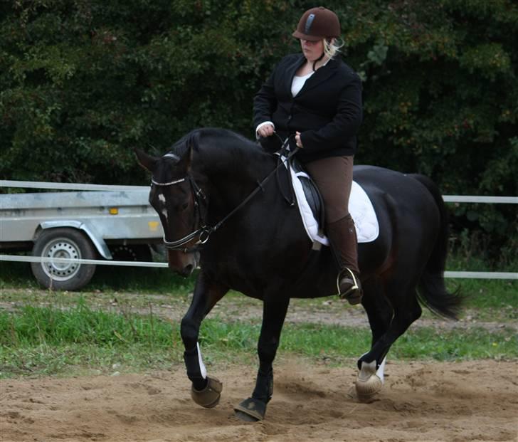 Oldenborg yasmin.. R.I.P - stævne:) billede 18