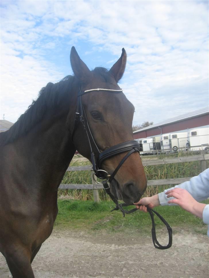 Oldenborg Helios Luciana *R.I.P* billede 3