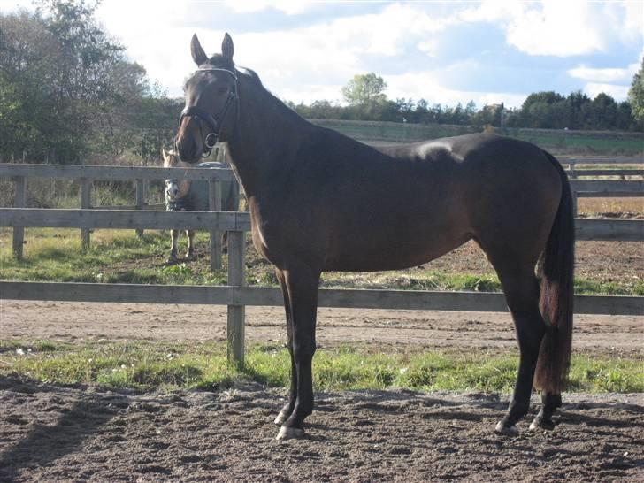 Oldenborg Helios Luciana *R.I.P* billede 5