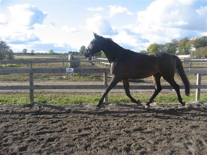 Oldenborg Helios Luciana *R.I.P* billede 7