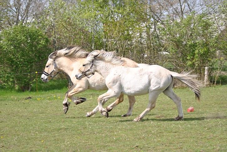 Fjordhest Estrid Fjord - Mullemand og dücke i fuld galop. Elsker deres vindy man billede 6