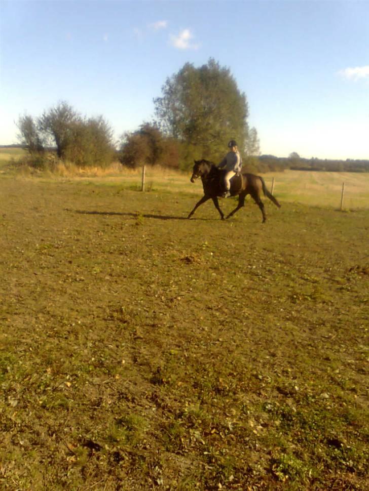 Anden særlig race Dancing Destiny*solgt* *Savnet* billede 2