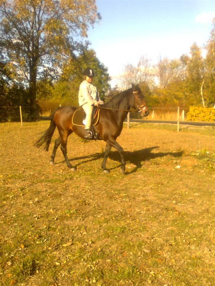 Anden særlig race Dancing Destiny*solgt* *Savnet* billede 3