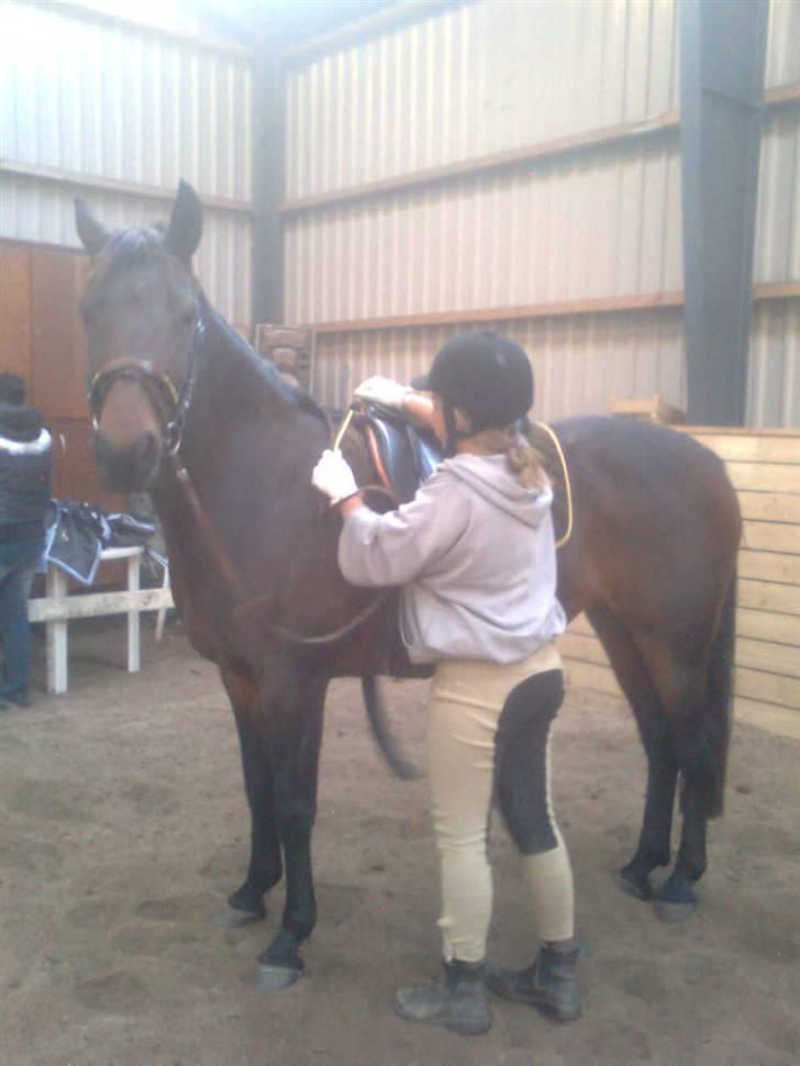 Anden særlig race Dancing Destiny*solgt* *Savnet* billede 4