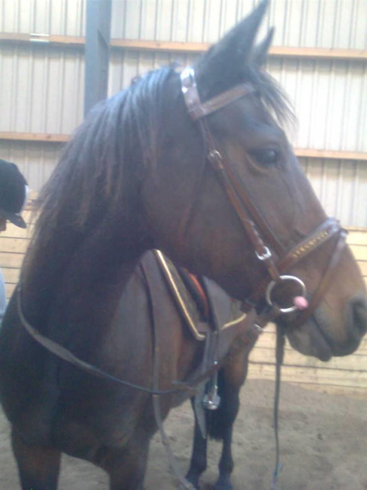 Anden særlig race Dancing Destiny*solgt* *Savnet* billede 5