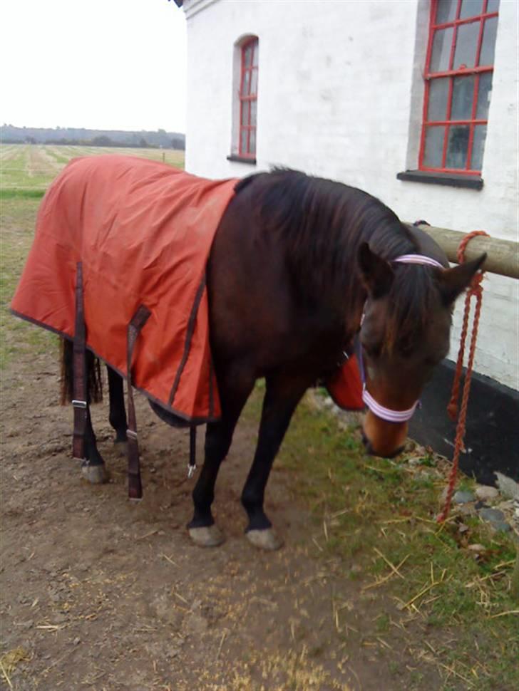 Anden særlig race Dancing Destiny*solgt* *Savnet* billede 6