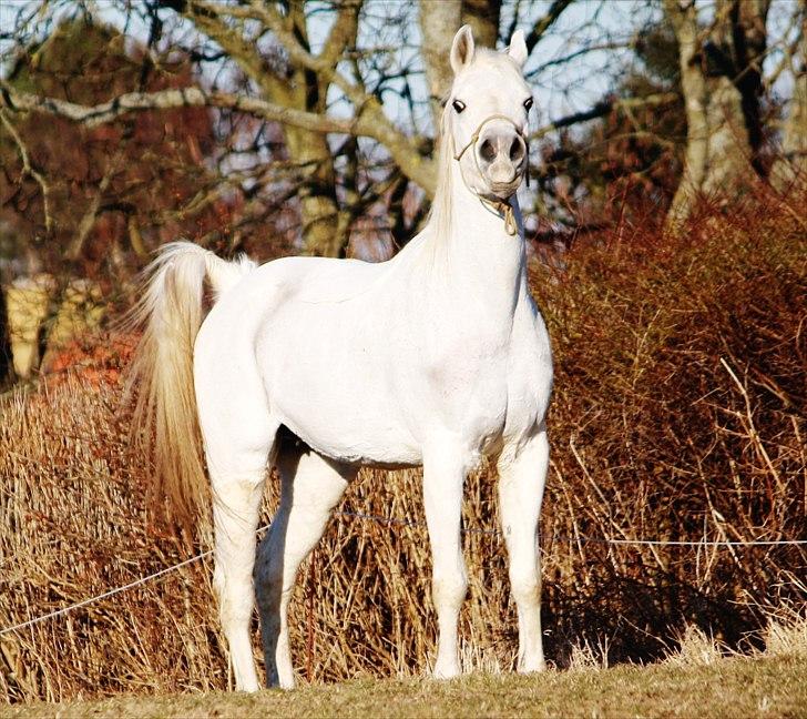 Arabisk fuldblod (OX) Tikka - Velkommen til Tikkas profil (: foto: Mig billede 1