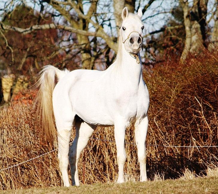 Arabisk fuldblod (OX) Tikka - Velkommen til Tikkas profil (: foto: Mig billede 1
