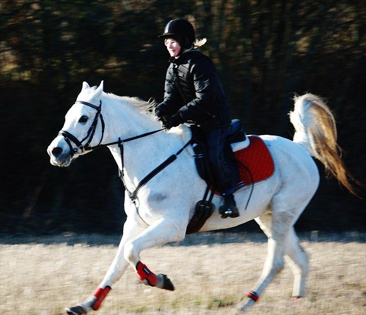 Arabisk fuldblod (OX) Tikka - foto: Mig (: billede 2