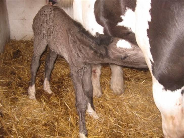 Irish Cob Independent Geisha billede 4