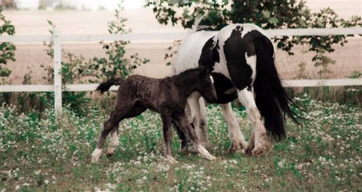 Irish Cob Independent Geisha billede 8