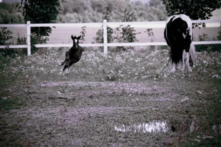 Irish Cob Independent Geisha billede 12