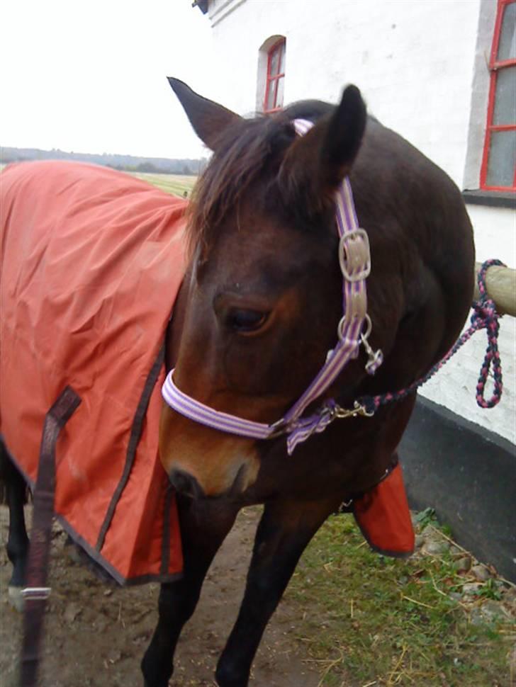 Anden særlig race Dancing Destiny*solgt* *Savnet* billede 7