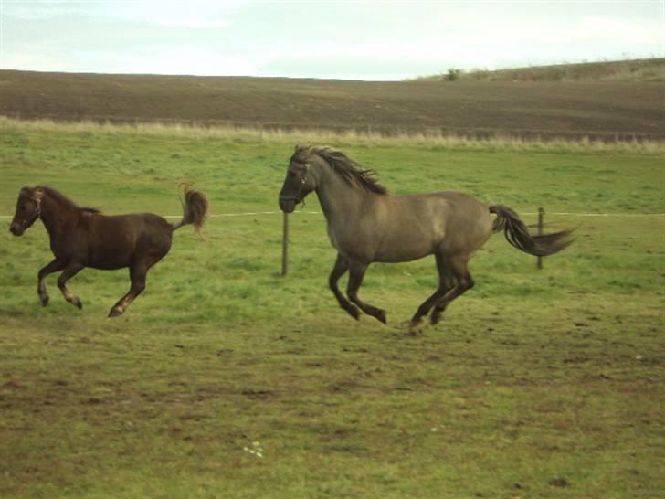 Anden særlig race Hannibal ( tidl. part) - Lukas! lad nu være med at drille.  billede 10