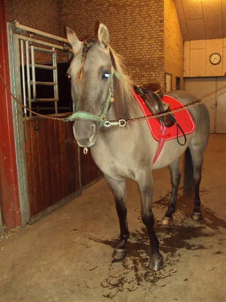 Anden særlig race Hannibal ( tidl. part) - SE mit fine underlag :) billede 12