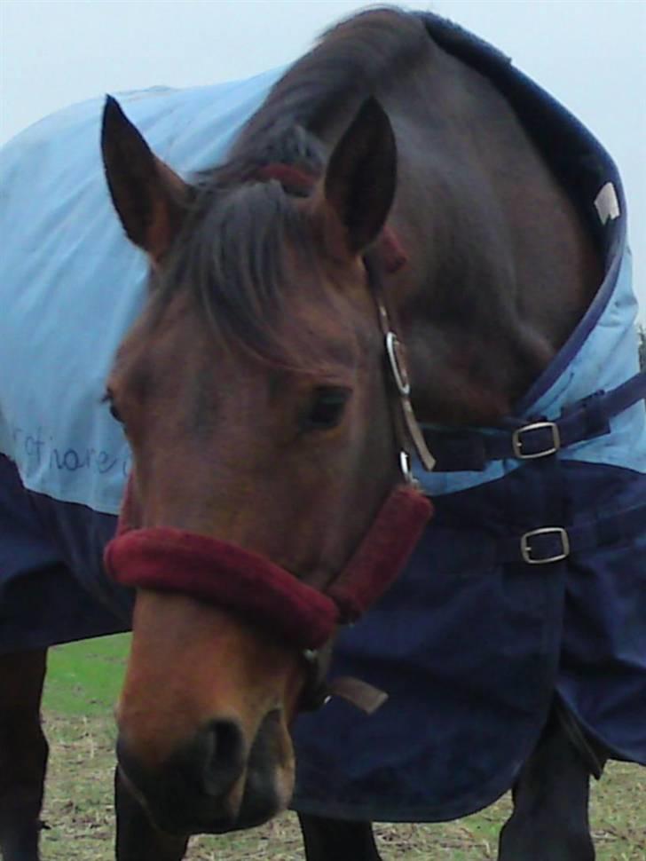 Welsh Partbred (Sec F) Luka billede 1