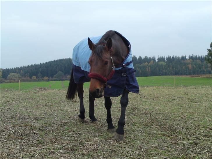 Welsh Partbred (Sec F) Luka billede 3