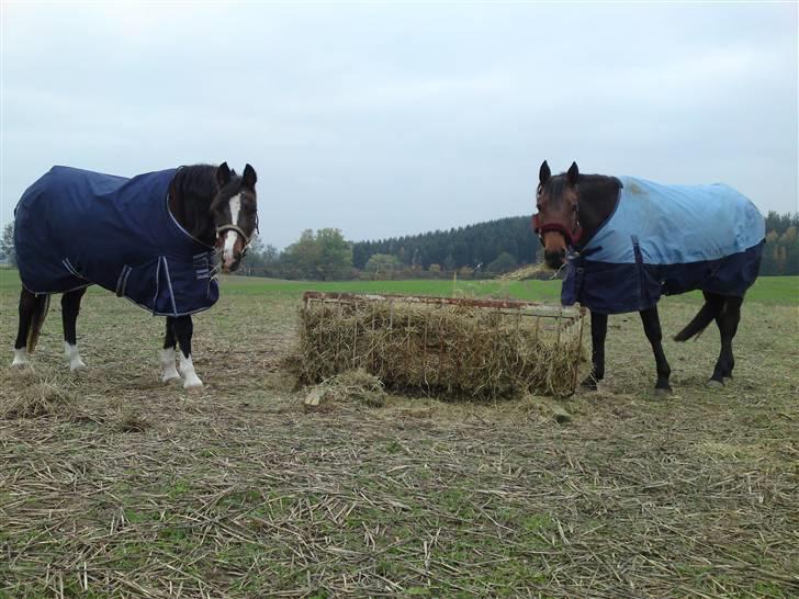 Welsh Partbred (Sec F) Luka billede 4