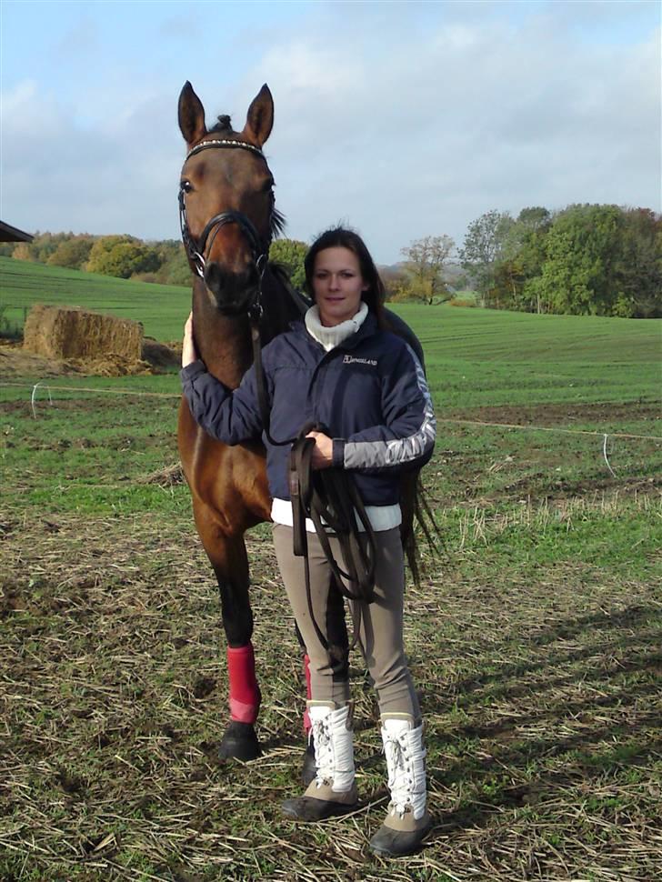 Welsh Partbred (Sec F) Luka billede 5