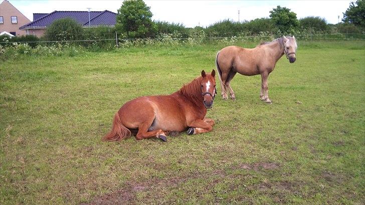 Anden særlig race Billy boy<3 SAVNER DIG!   - :-) billede 1