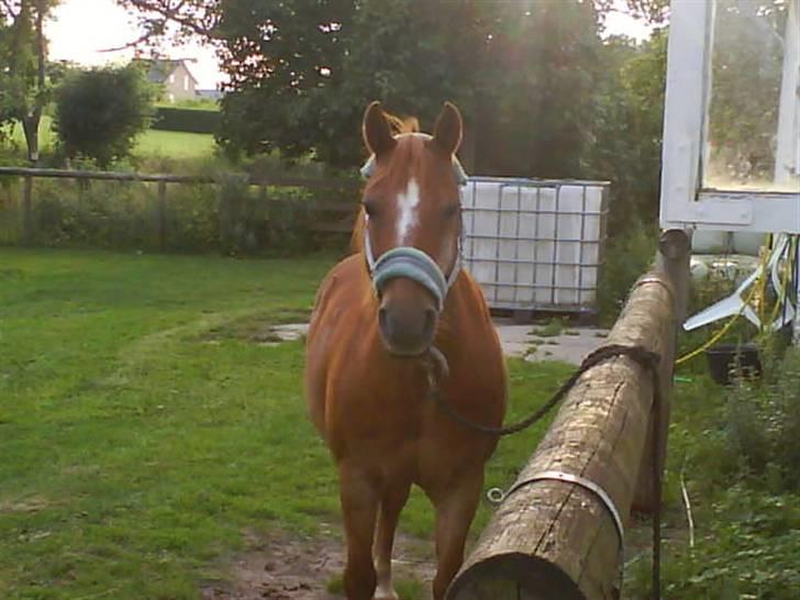 Anden særlig race Billy boy<3 SAVNER DIG!   billede 2