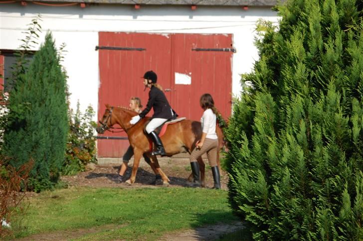 Anden særlig race Billy boy<3 SAVNER DIG!   billede 11