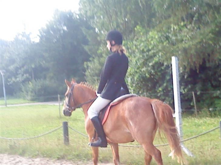 Anden særlig race Billy boy<3 SAVNER DIG!   billede 16