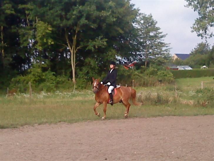 Anden særlig race Billy boy<3 SAVNER DIG!   billede 19