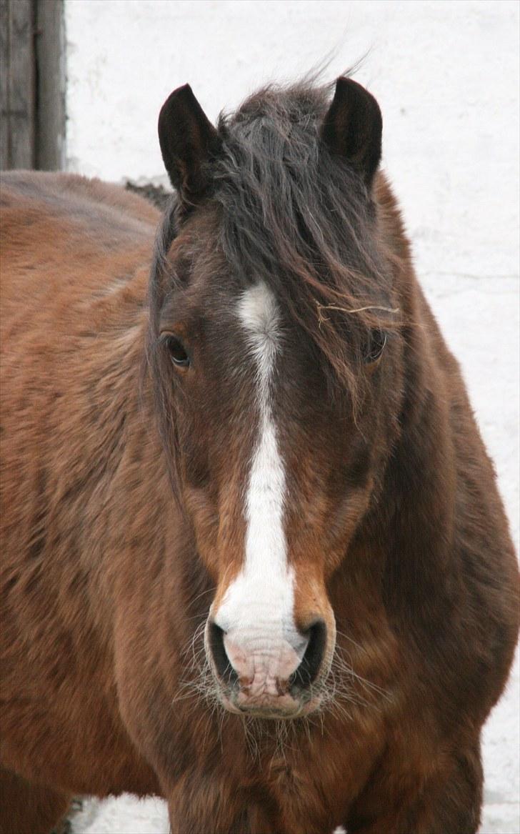 Anden særlig race Stensbæk's RICO billede 1