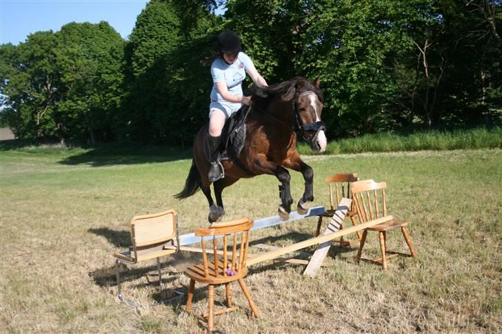 Anden særlig race Stensbæk's RICO billede 2