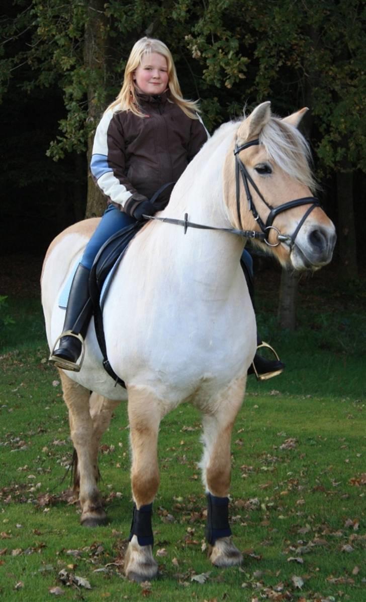 Fjordhest Tothøjlunds Alf - Her er vi lige færdige med at ride og skulle til at sætte ham ind da min mor ville tage nogle billeder så derfor har jeg ikke ridehjelm på. xD billede 3