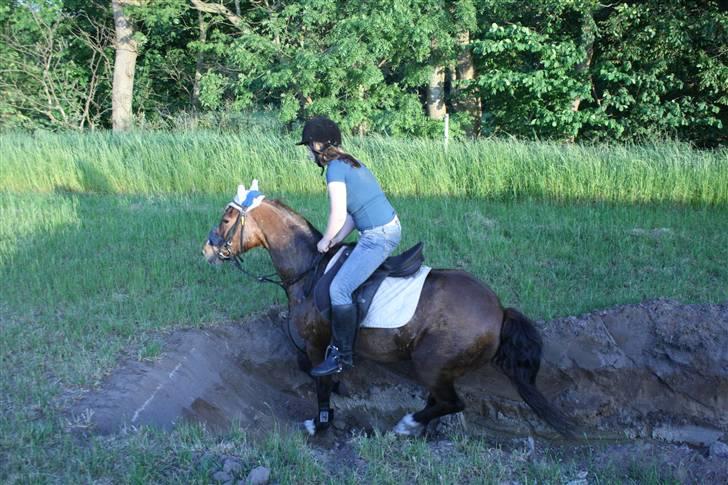 Anden særlig race Stensbæk's RICO billede 4