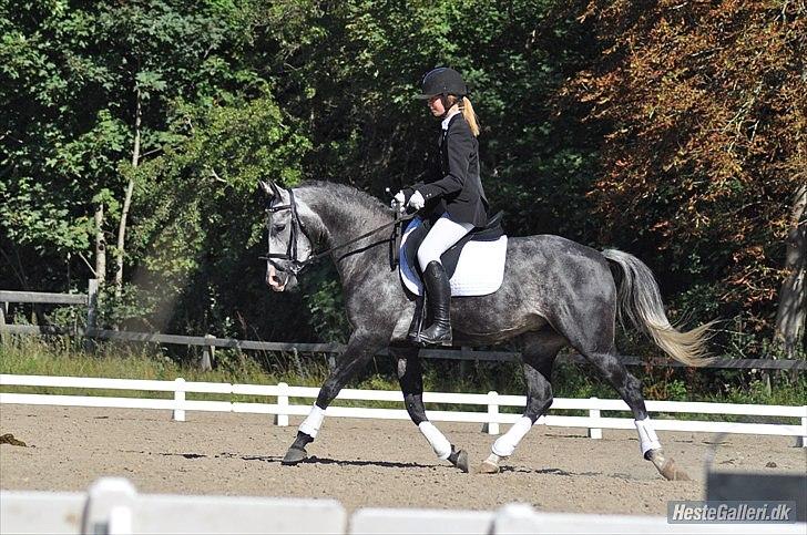 Oldenborg Cassandra *STJERNE* - Dressurstævne på HGR - 6 år - September 2010 *Foto: Nanna* billede 8