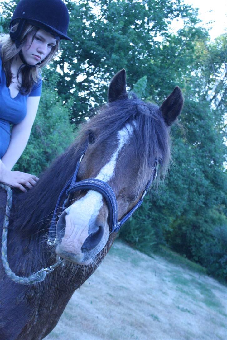 Anden særlig race Stensbæk's RICO billede 5