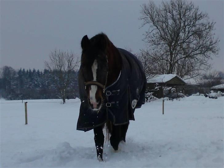 DSP Bitten Firhøj - Vil altså hellere ind... er for gammel til at lege i alt den sneee... 21.12.09 billede 17
