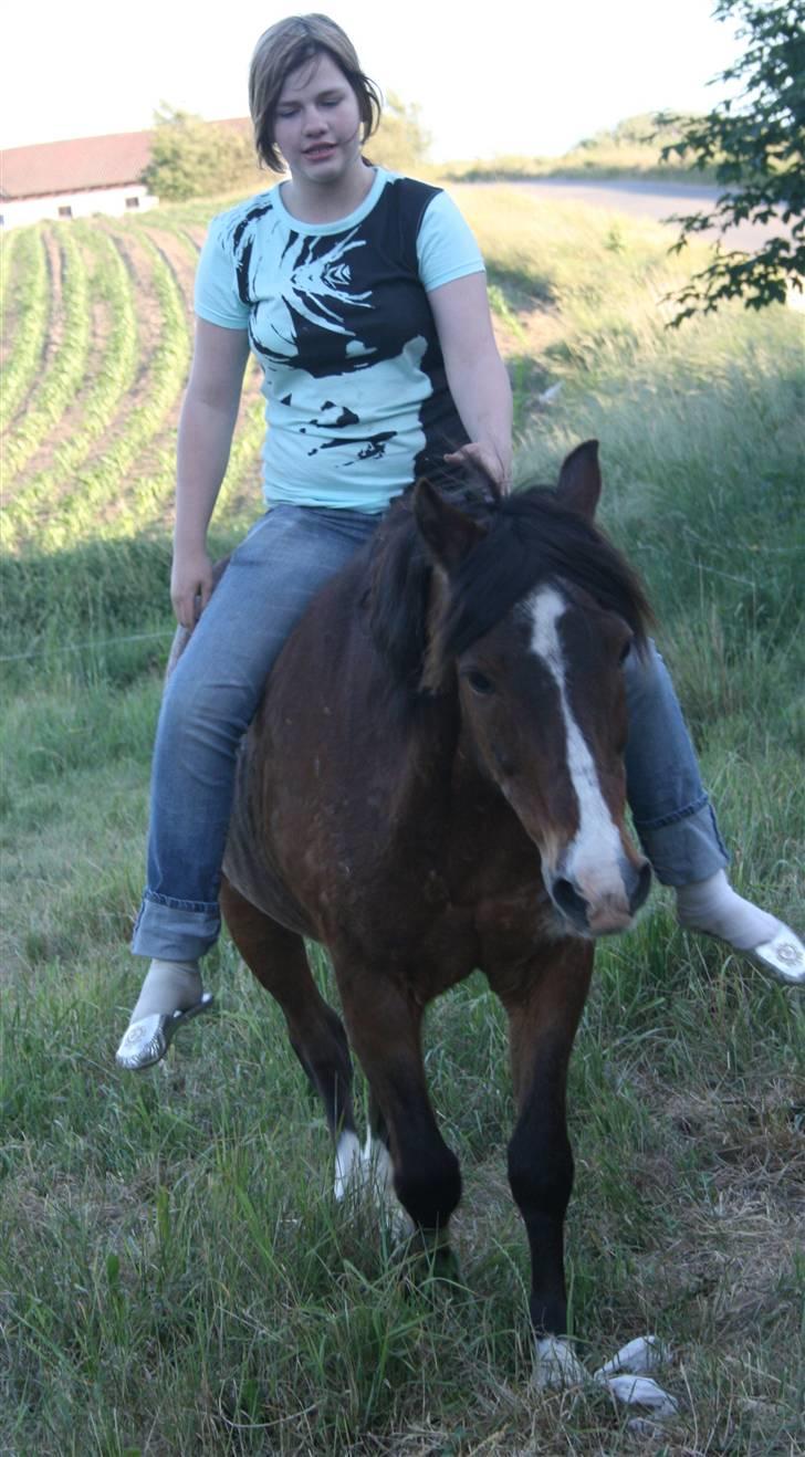 Anden særlig race Stensbæk's RICO billede 7