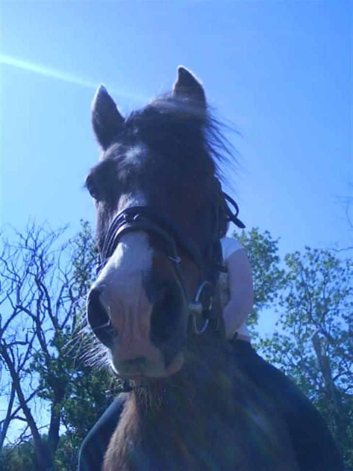 Anden særlig race Stensbæk's RICO billede 10