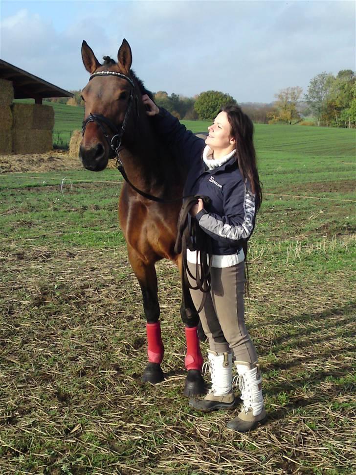 Welsh Partbred (Sec F) Luka billede 6