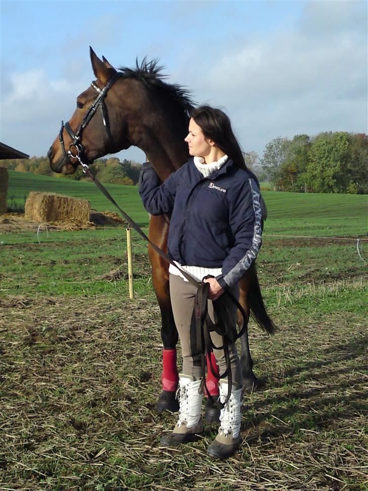 Welsh Partbred (Sec F) Luka billede 7